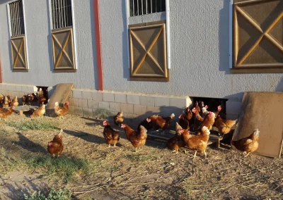 Granja avicola Avicamp